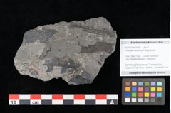 Foto (Objekt + Etikett) von Thinnfeldia lunzensis Ettingshausen (NHMW-GEO-2024-0188-10592)